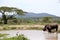 A solitary white rhino in NP, Africa