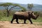 A solitary white rhino in NP, Africa