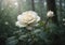 Solitary White Rose: Forest Elegance