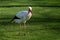 A solitary white stork walks across some lush green grass