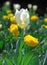 A solitary white tulip against a natural background