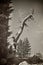 Solitary Whitebark Pine on a Mountain Peak