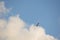 Solitary wild bird flying up against a blue sky