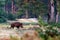 Solitary wild boar sus scrofa walking in forest meadow.