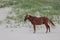 Solitary Wild Horse of Outer Banks