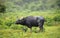Solitary Wild water buffalo stand still in the rain, lush greenery in Yala national park