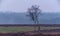 Solitary winter birch tree in misty heather landscape.