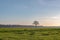 Solitary winter tree in wide open rural landscape. Achterhoek. G