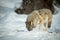 A solitary Wolf feeding in snow.