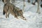 A solitary Wolf feeding in snow.