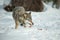 A solitary Wolf feeding in snow.
