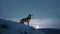 A solitary wolf standing on a snowy hill, howling at the full moon in the clear sky above - Generative AI