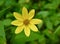 Solitary woodland sunflower