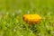 Solitary yellow autumn leaf