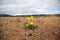 A solitary yellow flower on the parched volcanic soil of Iceland