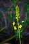 Solitary Yellow Flower Spike in Arizona Desert Garden Park