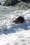 Solitary young boy laughs while playing in the ocean waves.