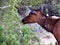 Solitary young elk wandering South Rim of Grand Canyon