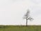 Solitary young leafless tree on a cloudless day