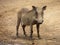 Solitary young male Warthog in game reserve on muddy dust sand road