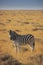 Solitary Zebra