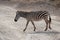 Solitary zebra gracefully traverses a dusty road, making its way through the rugged terrain