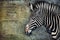 Solitary Zebra Portrait