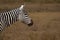 Solitary zebra standing in a field. Africa.