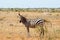 Solitary zebra in the tall grass of the savannah