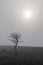 Solitude bare tree in the mist