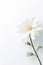 Solitude in Bloom: A Daisy\\\'s Lonely Journey in a Grey Room