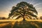 Solitude in Gold: Majestic Oak Tree Standing Alone in a Vibrant Sprawling Meadow During Golden Hour, Casting Long Shadows