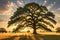 Solitude in Gold: Majestic Oak Tree Standing Alone in a Vibrant Sprawling Meadow During Golden Hour, Casting Long Shadows