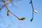 Solitude in the green forest with blue sunny sky and this little buds from trees.Close up bud.