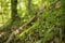 Solitude in the green forest. Trees and green moss in the woods