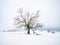 Solitude of Lone snowy tree in misty landscape