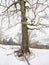 Solitude of Lone snowy tree in misty landscape