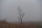 solitude nature concept of lonely tree in hazy frost mist field with copy space