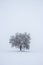 Solitude tree in snow covered landscape