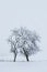 Solitude tree in snow covered landscape