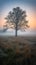 Solitude in Twilight Meadow