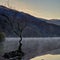 The Solitude of the Welsh Lonely Tree