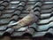 Solitude in the Winter Sky: Pigeon Perched on Rooftop