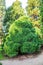 Sollitaire Japanese cedar, Cryptomeria japonica globosa