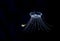 A solmissus jellyfish, image taken a night.