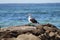 Solo bird sunbathing along the pier of falmouth beach