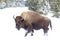 Solo bison walks the roads of Yellowstone National Park