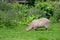 A solo Capybara grazing on short grass