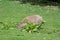 A solo Capybara grazing on short grass