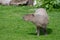 A solo Capybara grazing on short grass
